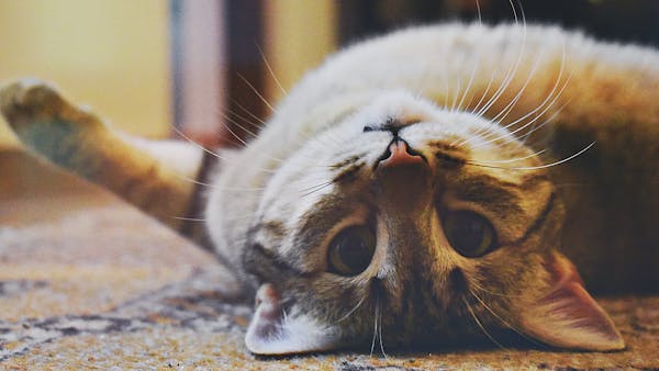 Cute domestic cat lying upside down on a carpet with whiskers showing, looking playful and relaxed.