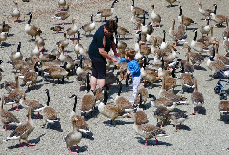 Mother And Sand Surrounded By Brown Birds