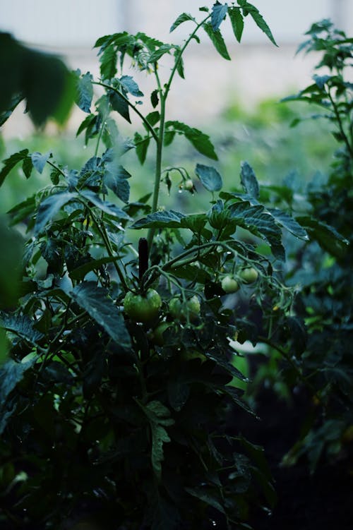Unripe Cherry Tomatoes