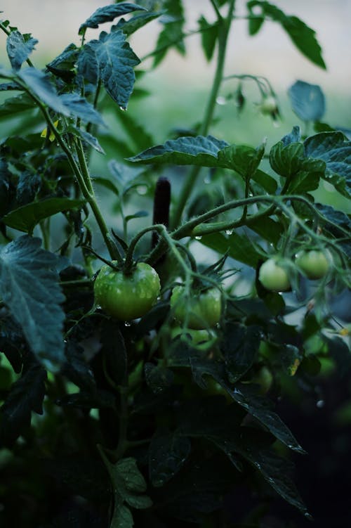 Close-up of Unripe Green Tomatoes on a Shrub