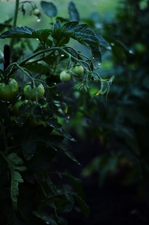 Close-up of Unripe Green Tomatoes on a Shrub 