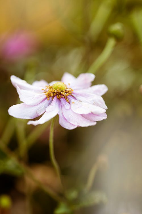 Foto profissional grátis de dedal japonês, fechar-se, flor cor-de-rosa