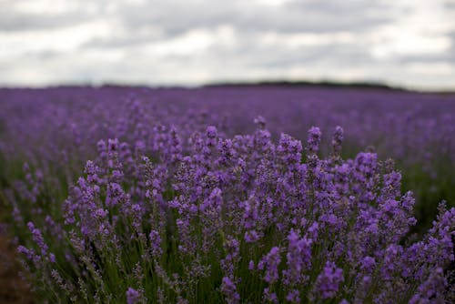 Kostnadsfri bild av blommor, blomning, fält