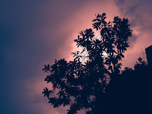 Free stock photo of autumn trees, beautiful nature, beautiful sky