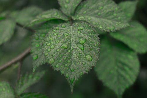 Free stock photo of 4k background, 4k wallpaper, after rain