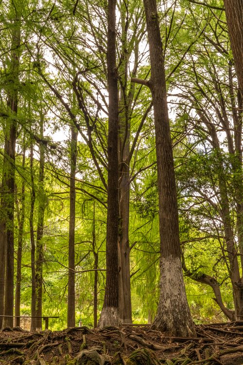 Free Serene view of a dense forest with towering trees and exposed roots, perfect for nature themes. Stock Photo