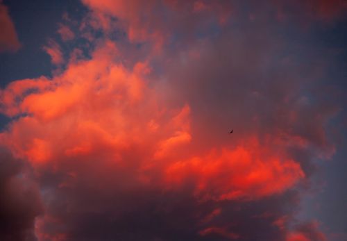 Free Vibrant red clouds at sunset with a lone bird silhouette creating a dramatic sky scene. Stock Photo