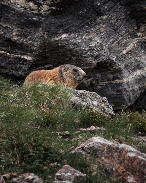 Základová fotografie zdarma na téma chlupatý, divoký, fotografování zvířat