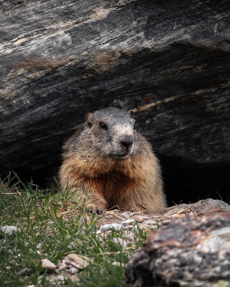 Close Up Photo Of A Groundhog