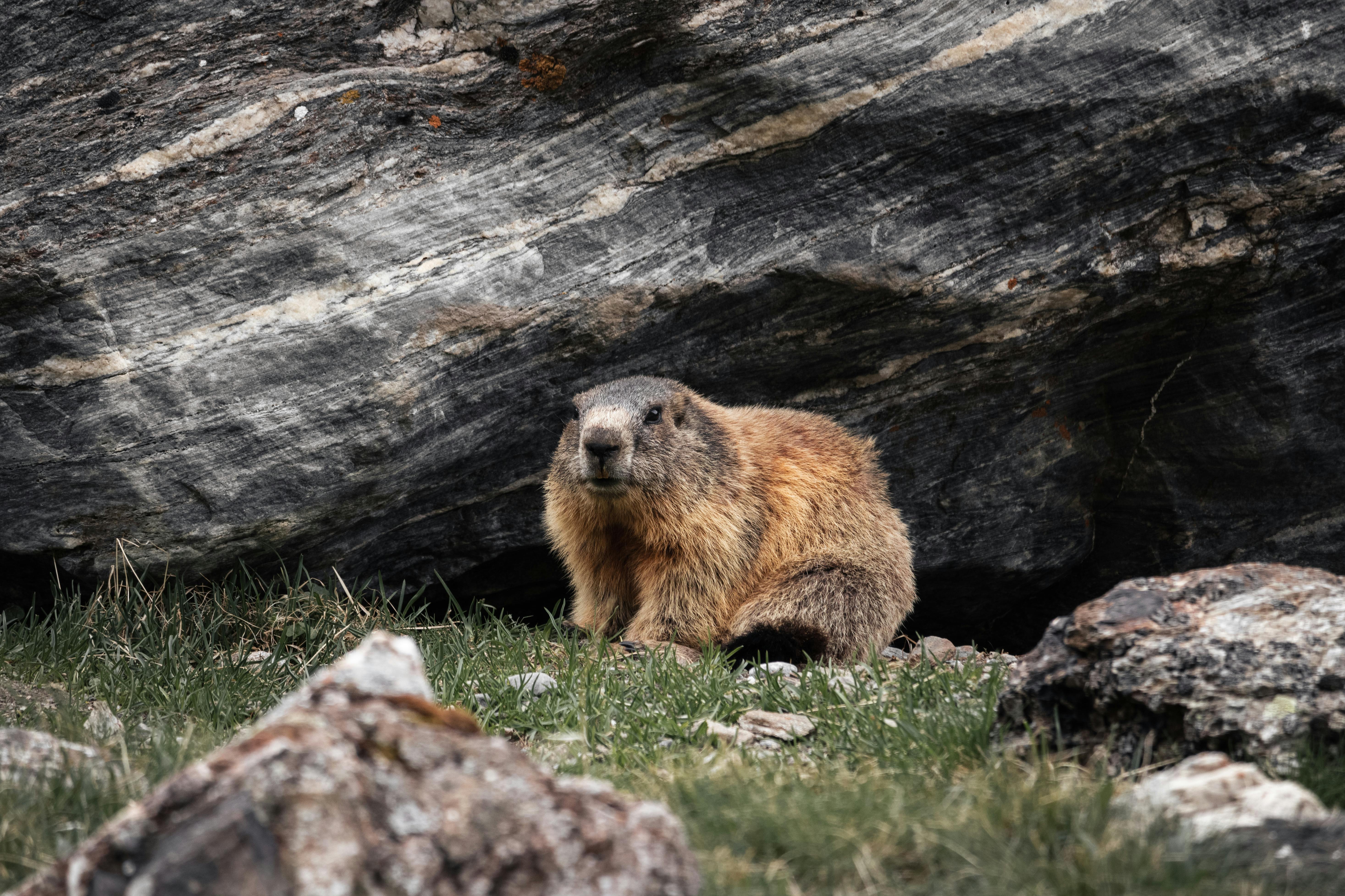 brown rodent on green grass