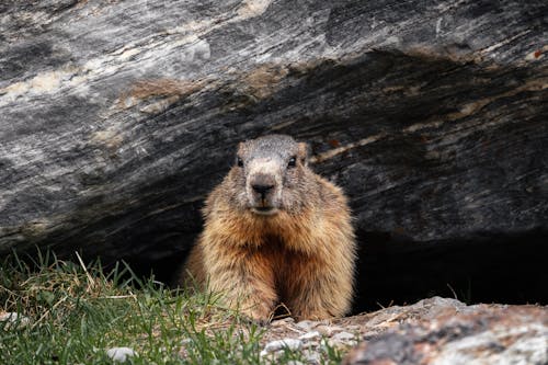 Základová fotografie zdarma na téma detail, fotografování zvířat, groundhog