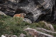 A European groundhog (Marmota marmota) on a rocky landscape in the Alps.