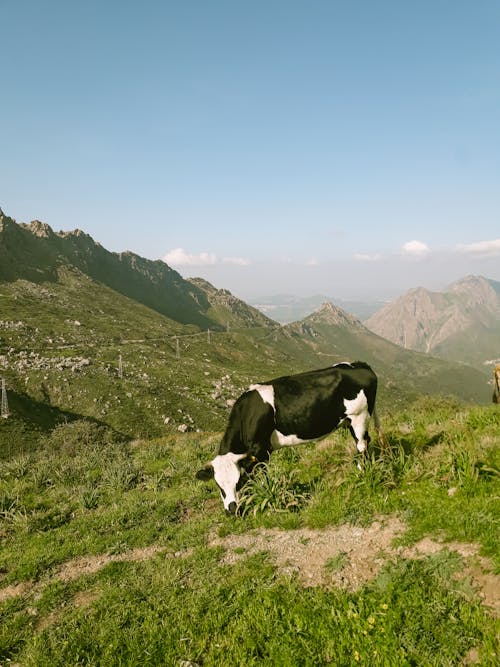 White and Black Cow on Mountain