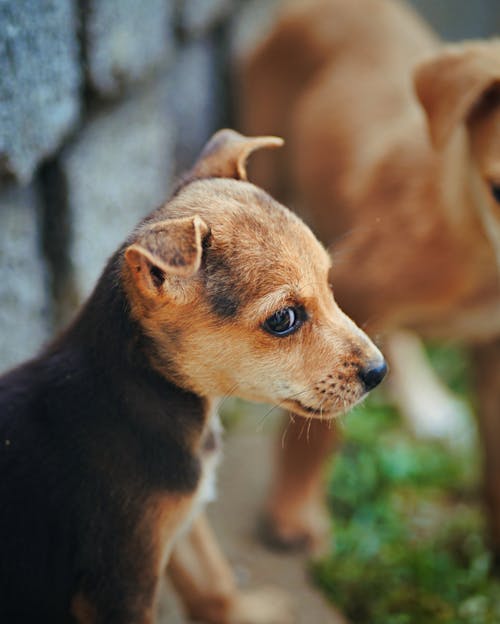 Imagine de stoc gratuită din a închide, animal de casă, câine