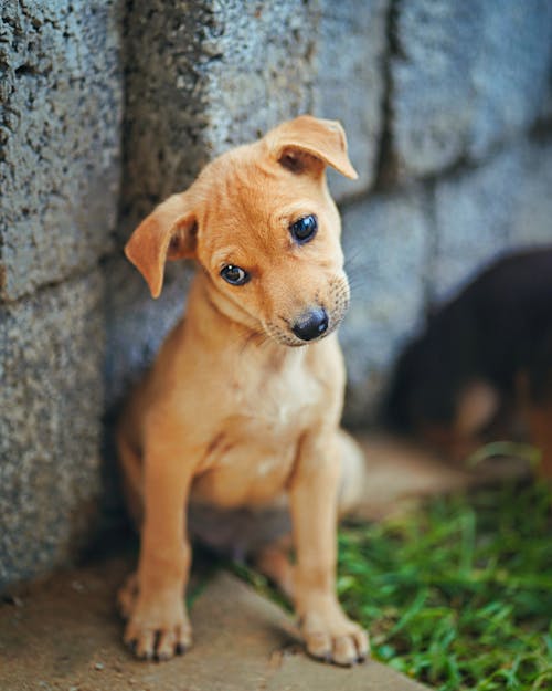 Gratuit Photos gratuites de adorable, animal, canin Photos