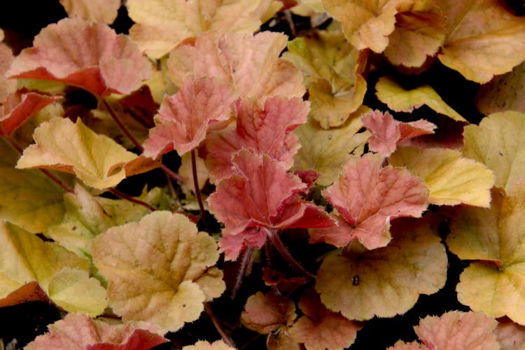 Red And Yellow Leaves On Plant