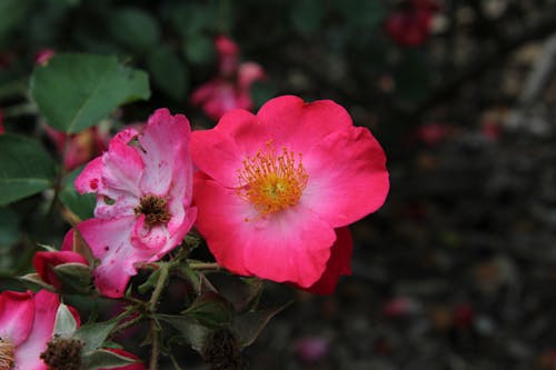 Imagine de stoc gratuită din a închide, floră, flori roz