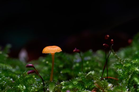 Mushroom on Grass