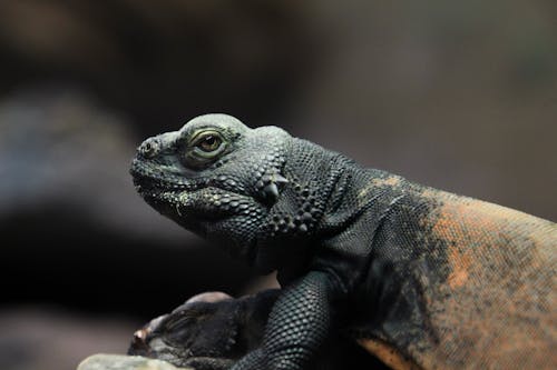 คลังภาพถ่ายฟรี ของ chuckwalla, กิ้งก่า, ธรรมชาติ