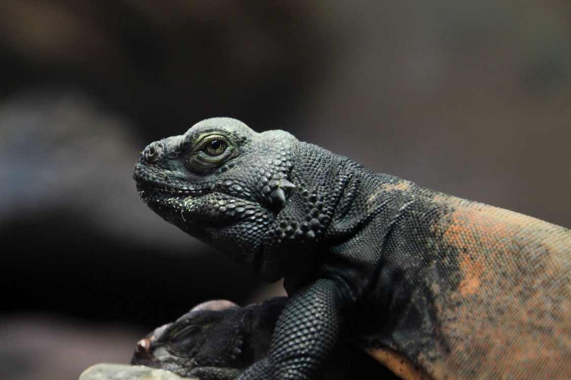 Lizard I Close-up of a Tropical Lizard · Free Stock Photo