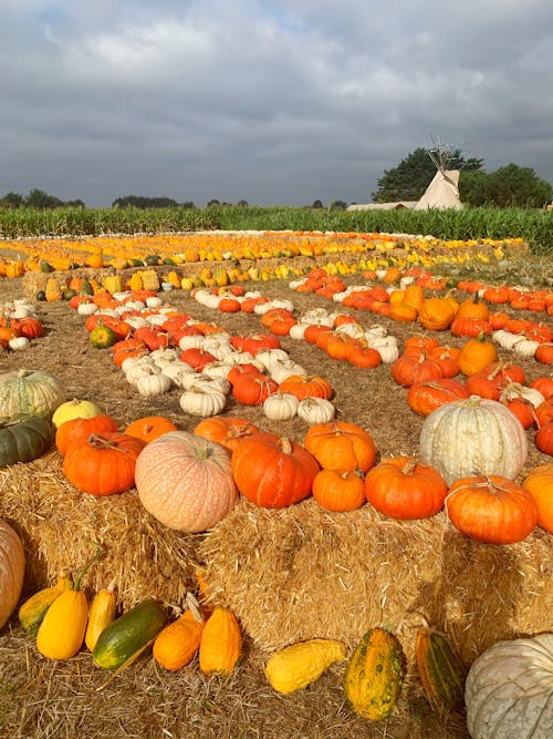 Photos gratuites de citrouille, citrouille d'halloween, exploitation agricole