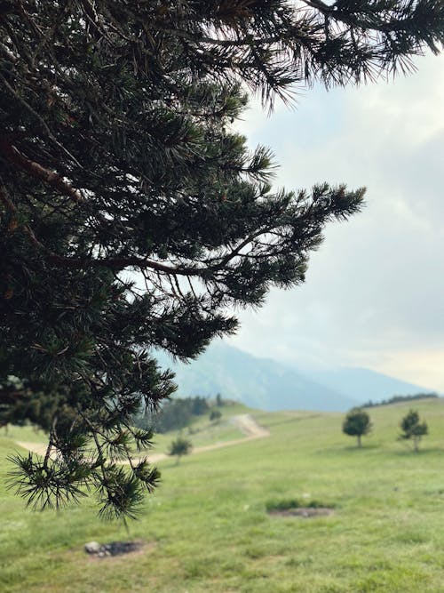 Foto d'estoc gratuïta de arbres, branques, camp