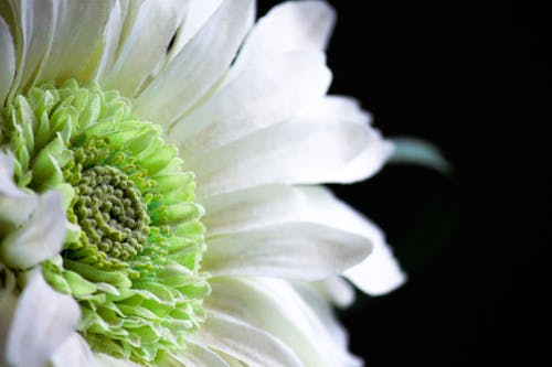 免费 植物群, 特写, 白色的花 的 免费素材图片 素材图片