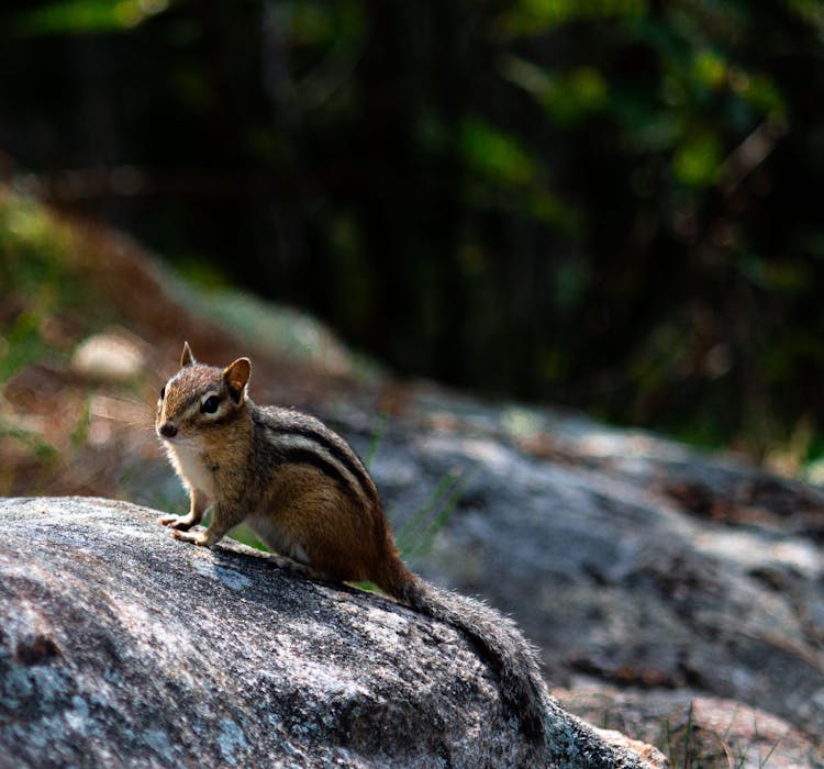 Chipmunk On A Rock