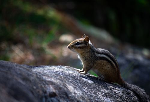 Free A chipmunk perched on a rock, captured in a natural outdoor setting. Stock Photo