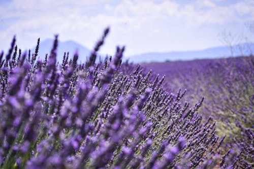 Foto d'estoc gratuïta de camp d'espígol, camp de flors, espígol