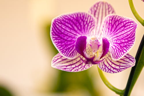 Close-up Photo of a Purple Moth Orchid