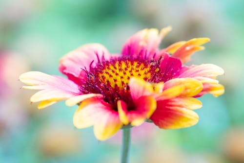 Gratis Fotos de stock gratuitas de botánico, brillante, de cerca Foto de stock