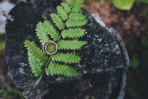 Free A pair of golden rings placed artistically on a fern leaf over a rustic tree stump in a forest setting. Stock Photo