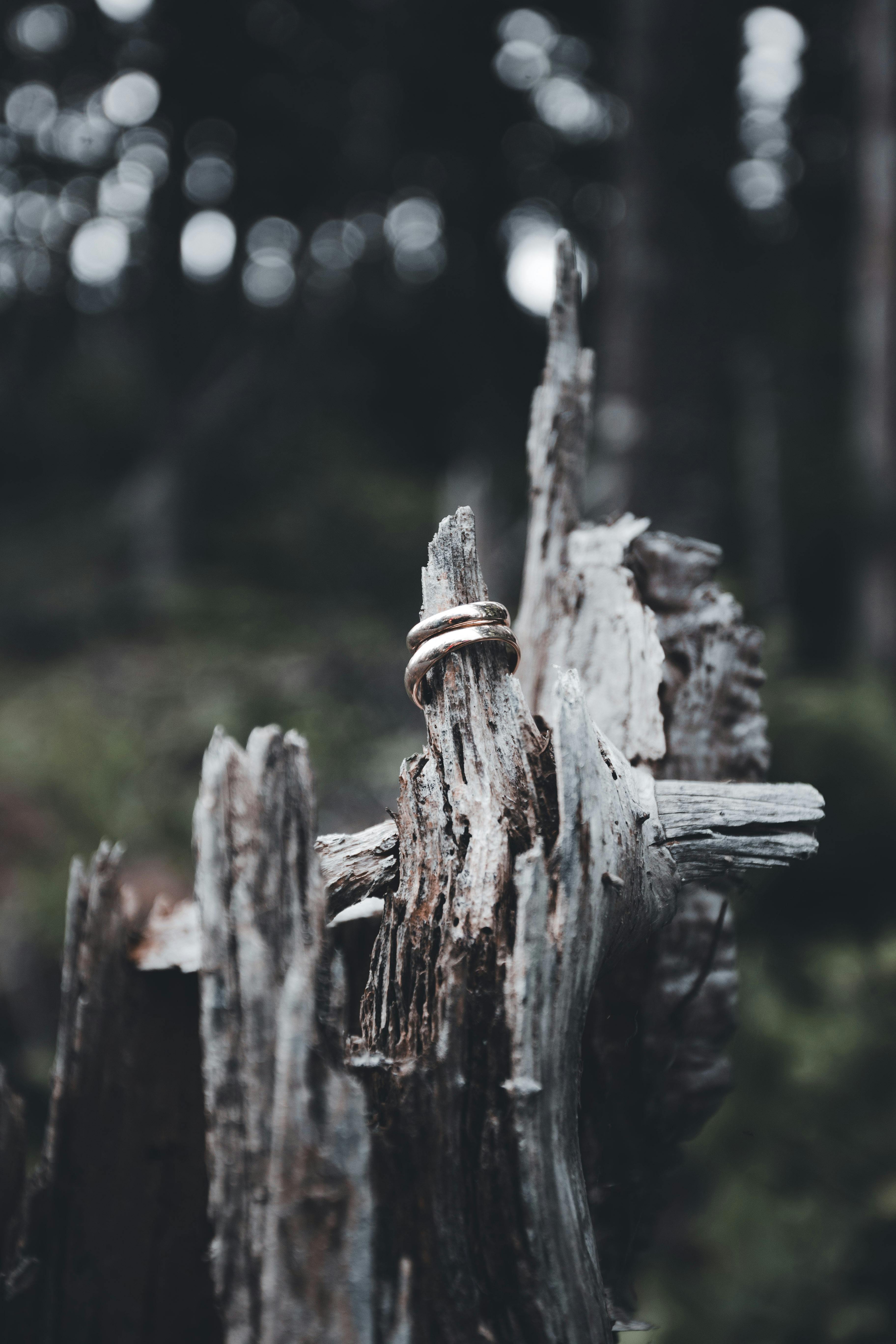 Rings on a Broken Old Tree Branch · Free Stock Photo