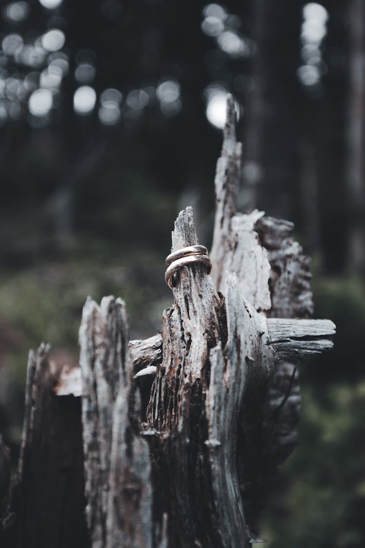 Rings On A Broken Old Tree Branch