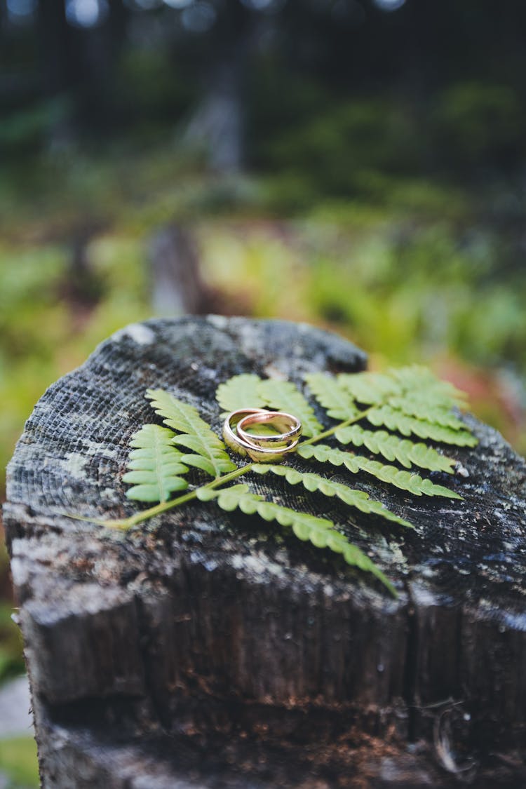 Rings On Leaves On Wood