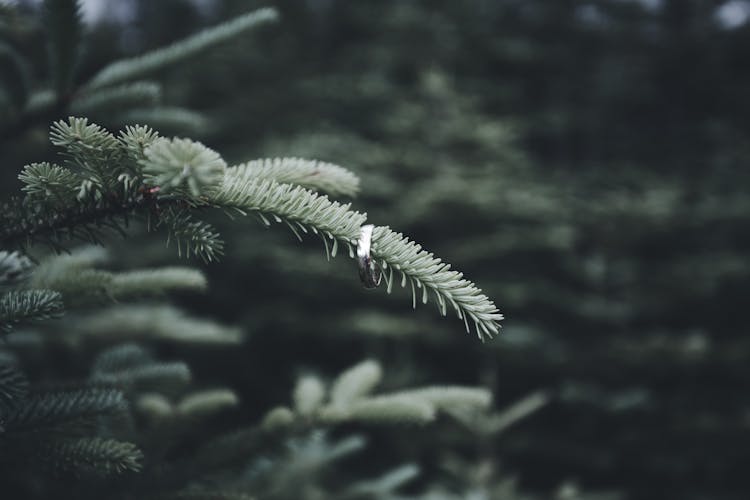 Close-up Of A Pine Tree Branch With A Wedding Ring On It