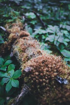 Detailed view of a moss-covered log surrounded by vibrant green foliage in a dense forest.. pexels, detailed, view