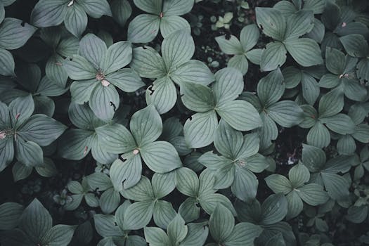 Top view of vibrant green leaves, ideal for nature-themed designs or backgrounds.