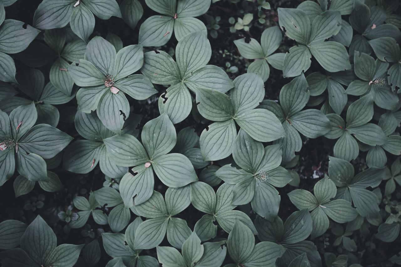 top view of vibrant green leaves ideal for nature themed designs or ba