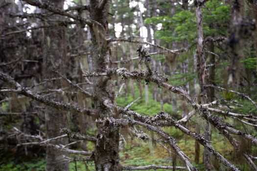 An intricate view of moss-covered branches in a lush, dense forest.