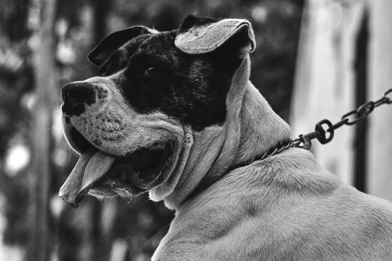 a black and white portrait of an american bulldog with tongue out show