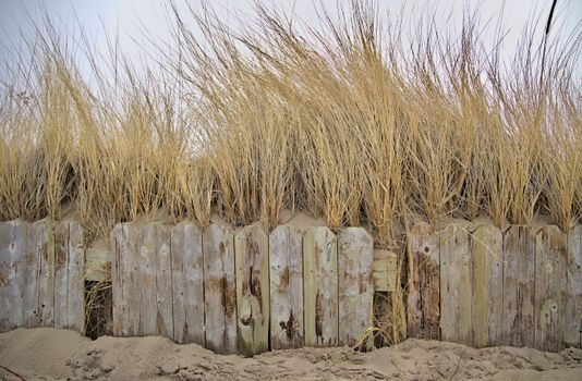 Wind-Swept