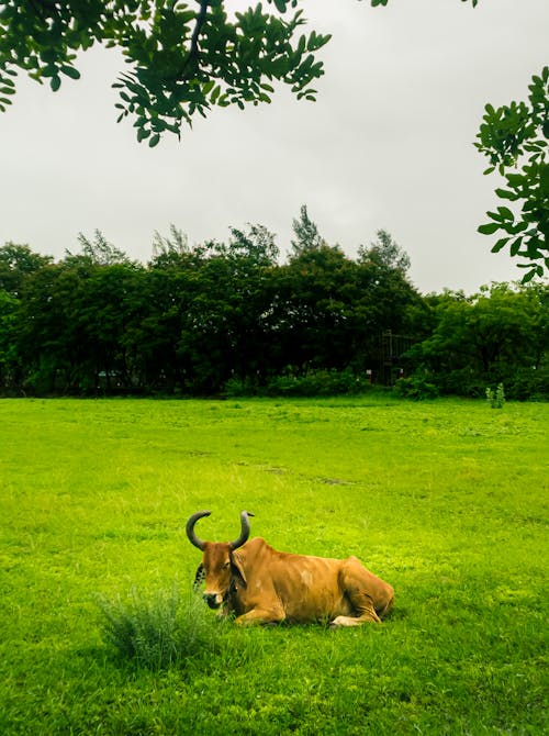Brown Cattle on Green Grass Field