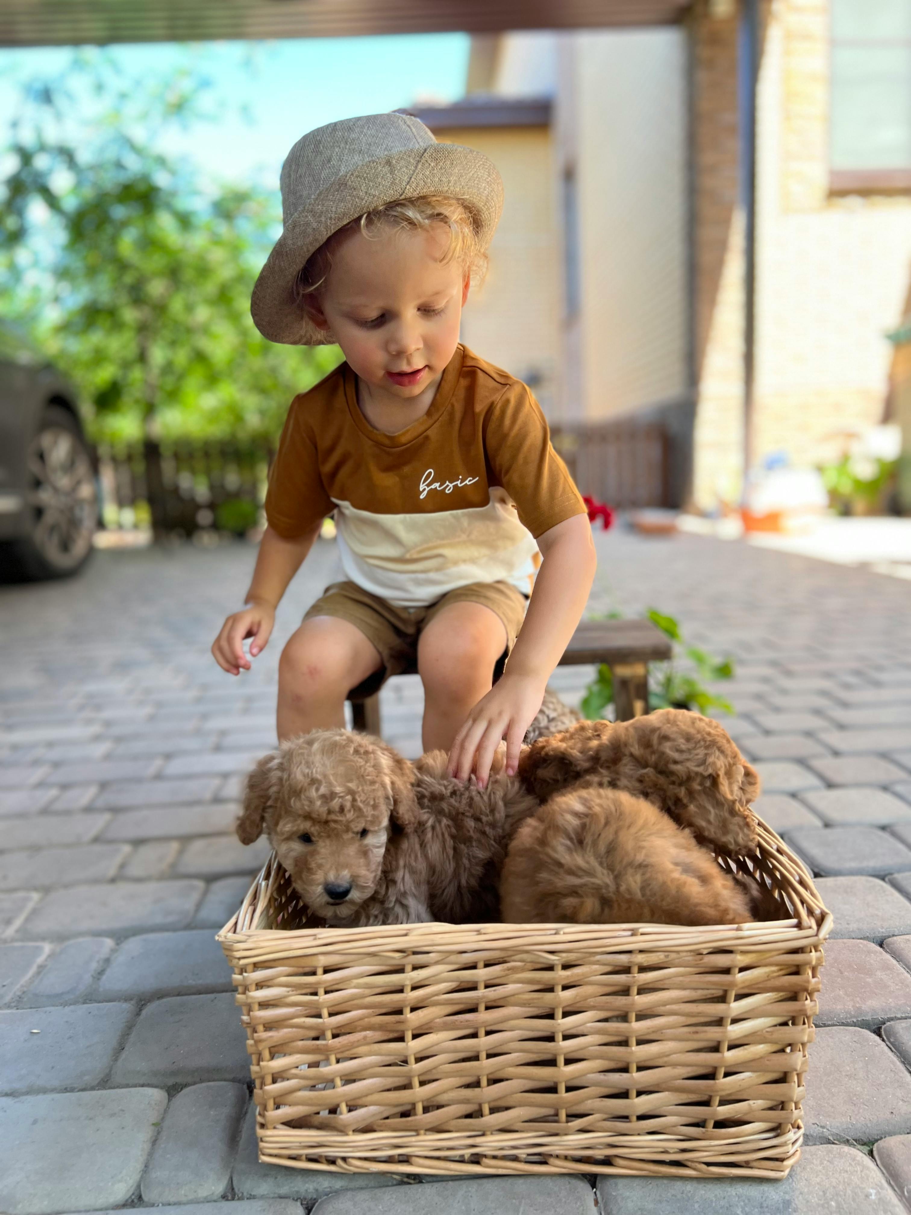 Adorable child in a hat playing with fluffy puppies in a wicker basket outdoors.