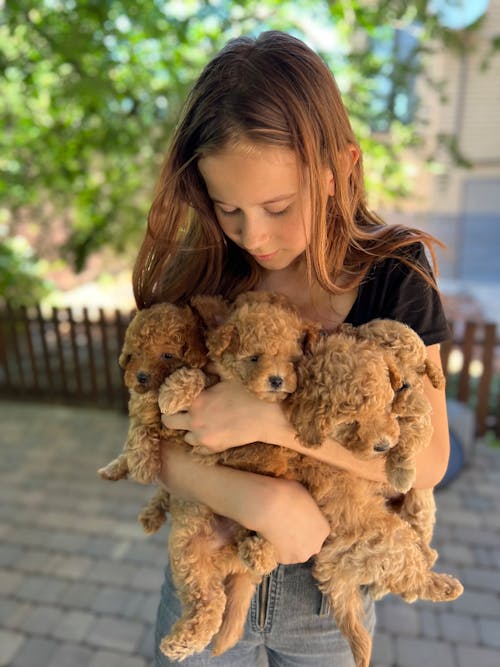 Free Woman in Black Shirt Holding Brown Poodle Puppy Stock Photo