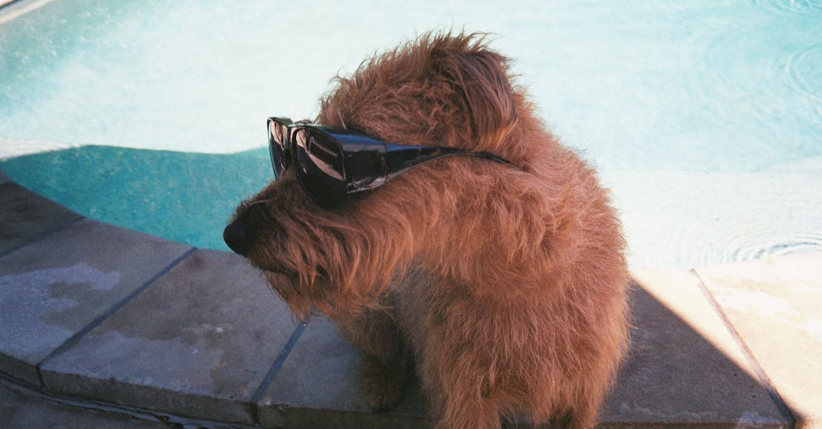 Photo of a Dog in Sunglasses