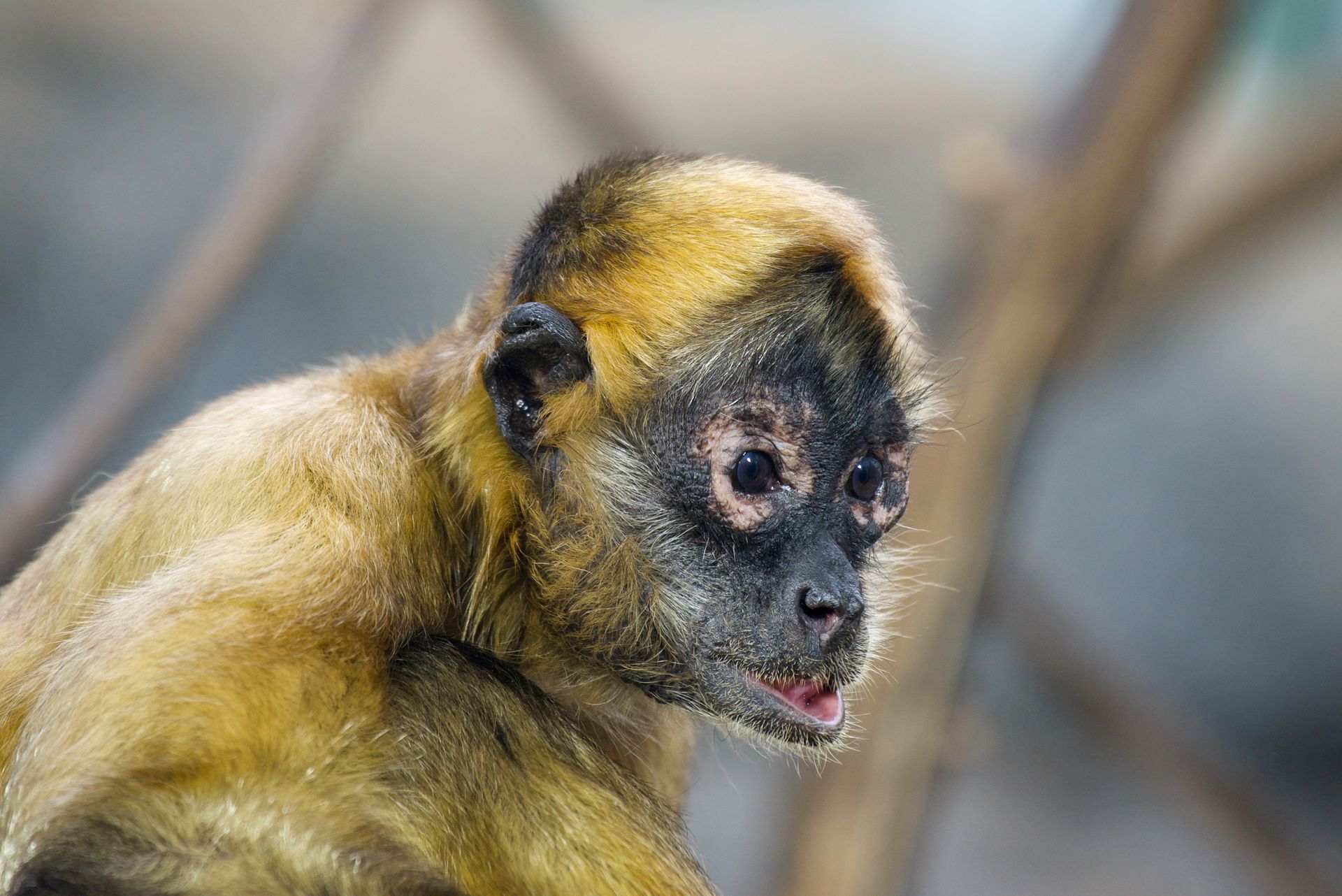 Vibrant close-up of a Black-Faced Spider Monkey featuring its distinct fur and expressive eyes.