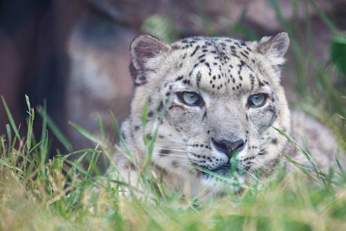 Snow Leopard Photos, Download The BEST Free Snow Leopard Stock Photos ...