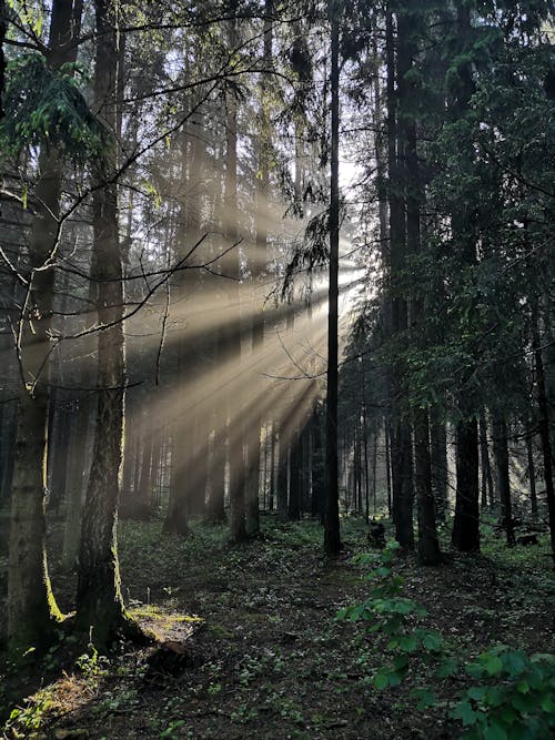ジャングル, 垂直ショット, 太陽の光の無料の写真素材